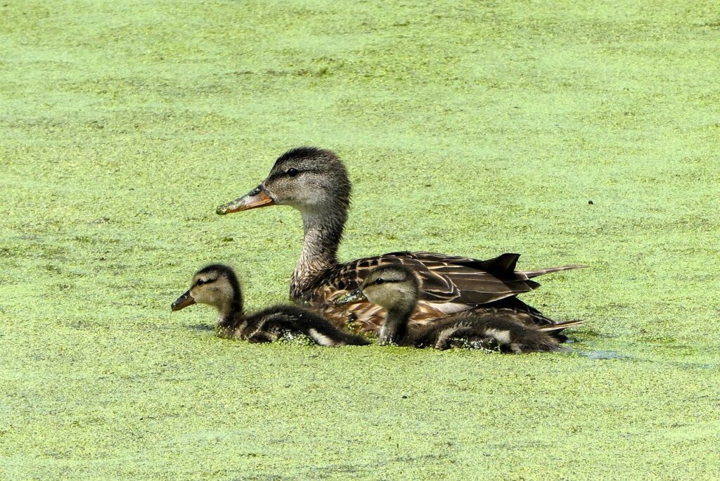 産後のママが家事と育児を効率的にこなすための時短サービスは？