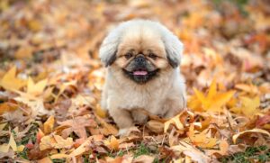 ミールキットを使ってつくりおきできる簡単レシピは？