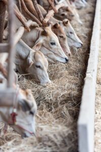 離乳食の冷凍宅配における量の目安はどれくらい？
