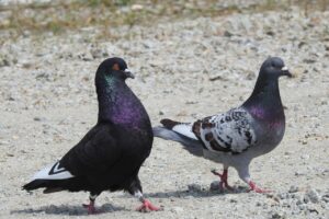 「家事代行は物が多い家でも依頼できる？そのポイントと注意点は？」